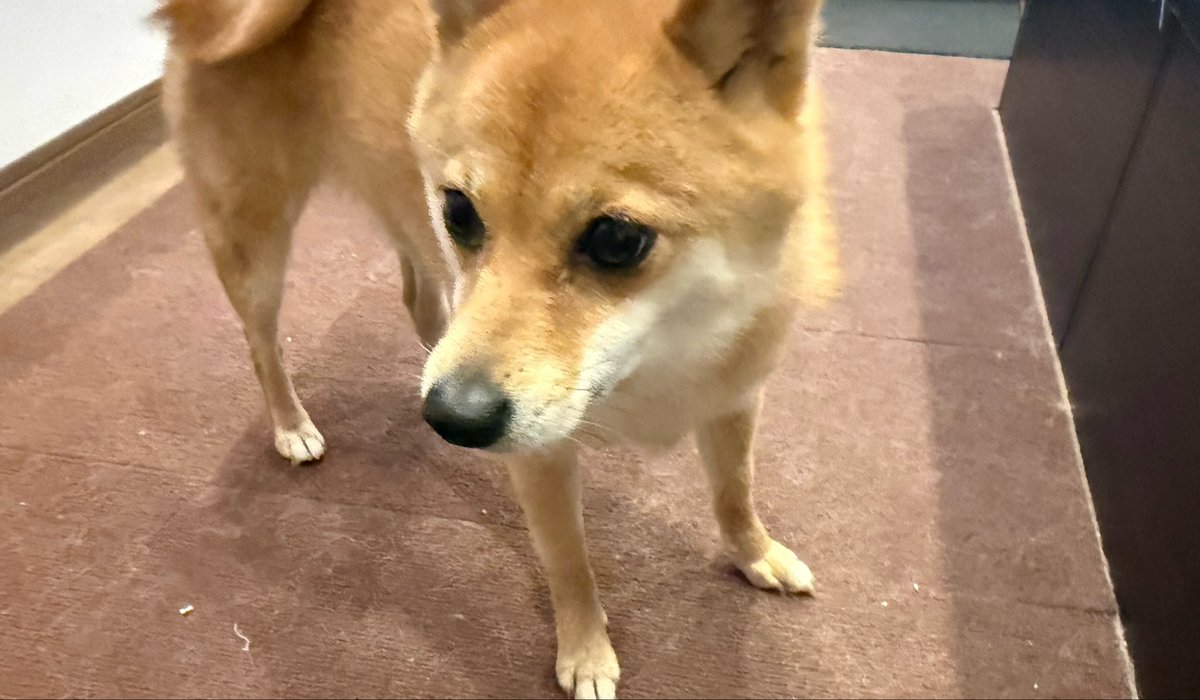 てぃてぃ🐕🐾 tweet media