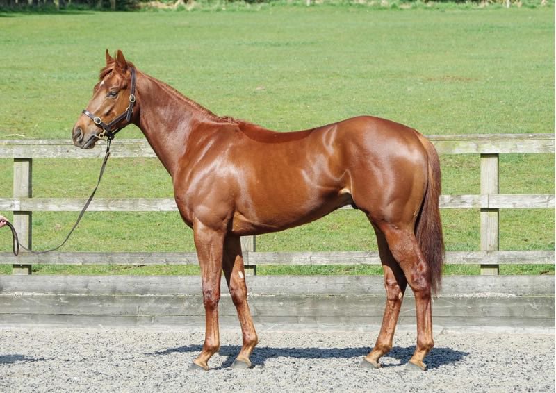 Juddmonte tweet media