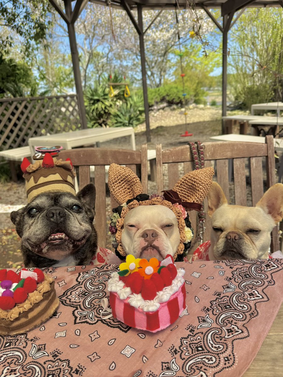 toshiki☆ フレブル♡クー🐽＆ラブリー🐽🐽 tweet media