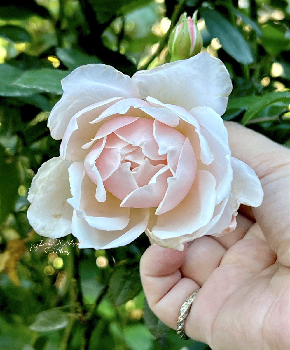 𝒶ℯ𝓇𝒾𝓉𝒽🥀 tweet media