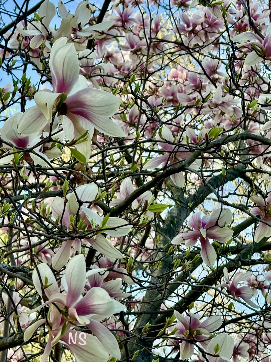 💃NS💃🇺🇸🕊 tweet media