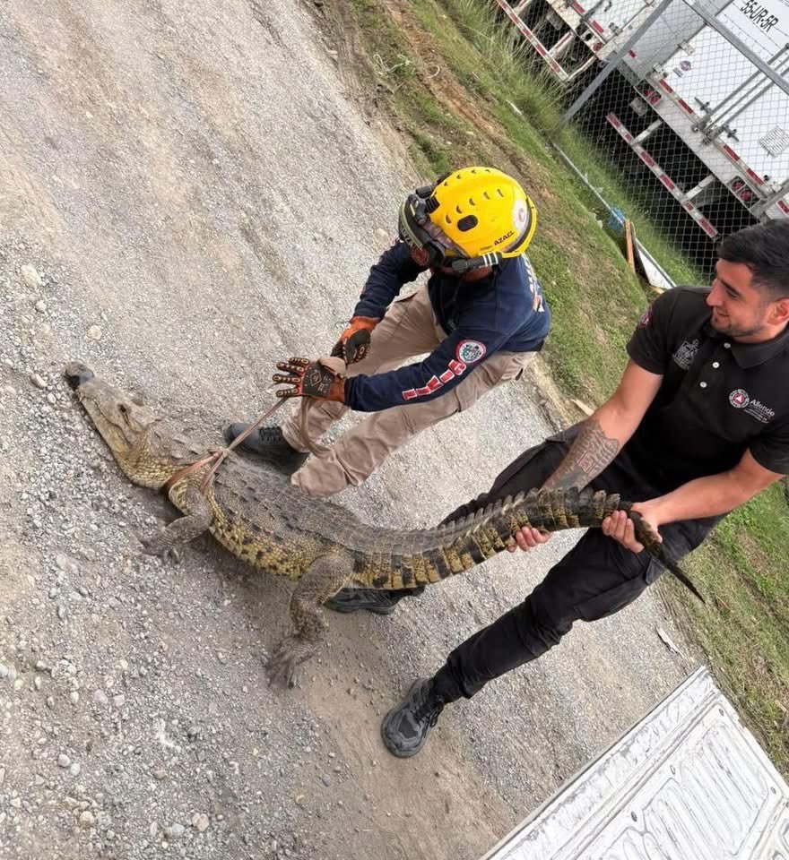 arandatamayo_'s tweet image. #Local Aseguran cocodrilo en calles de Allende 🐊😱

La tranquilidad de la Colonia Talleres, en el sector El Maguey, en Allende, se vio interrumpida por la inusual presencia de un reptil que deambulaba por la vía pública. 

Vecinos del sector alertaron a las autoridades tras