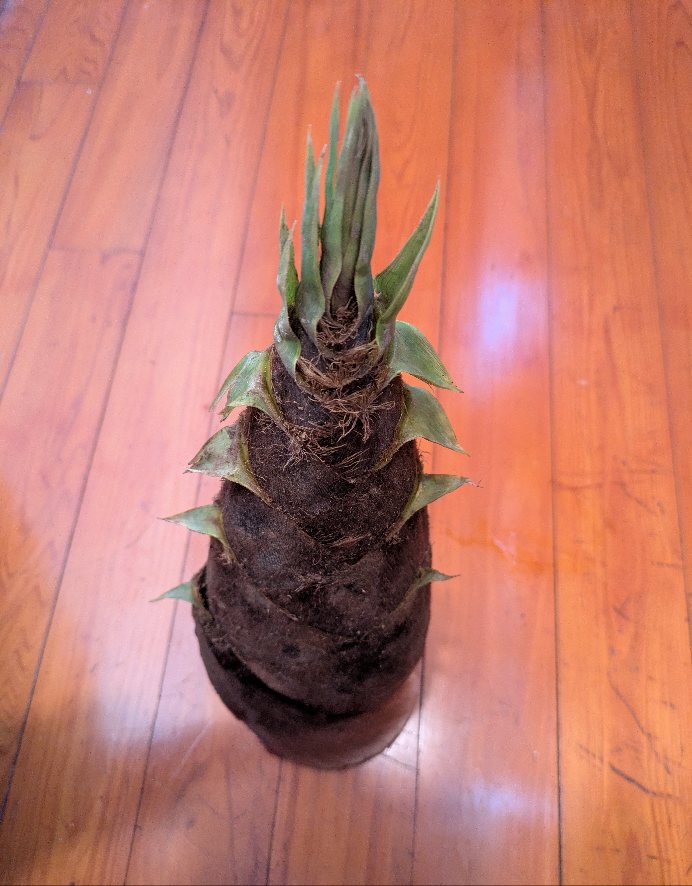 ひの＊楽天room🌿ココロとカラダ整える tweet media