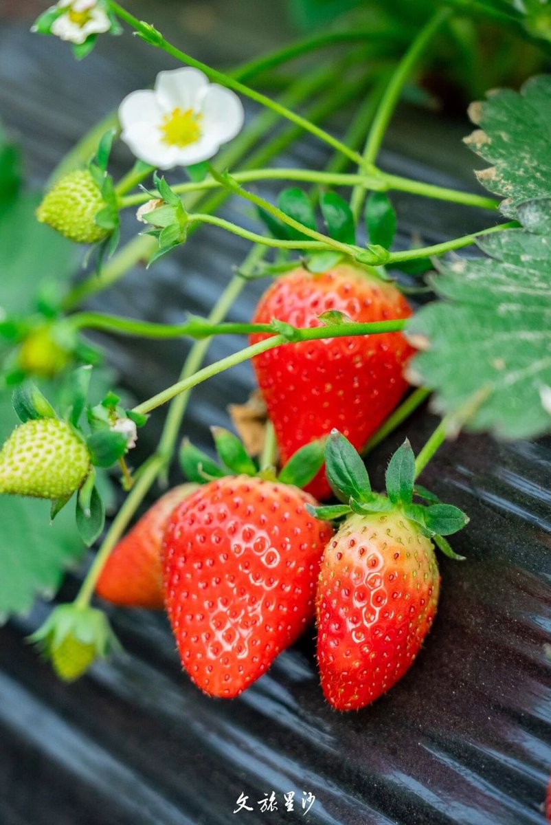 Michaelmisfit10's tweet photo. "Taste test alert!  Organic strawberries vs. regular—juicier, sweeter, NO bitter aftertaste. Worth the extra $1 YES. Grab at @GreenMarketCo this weekend! #FoodReview #FreshProduce" https://t.co/GRpichlq72