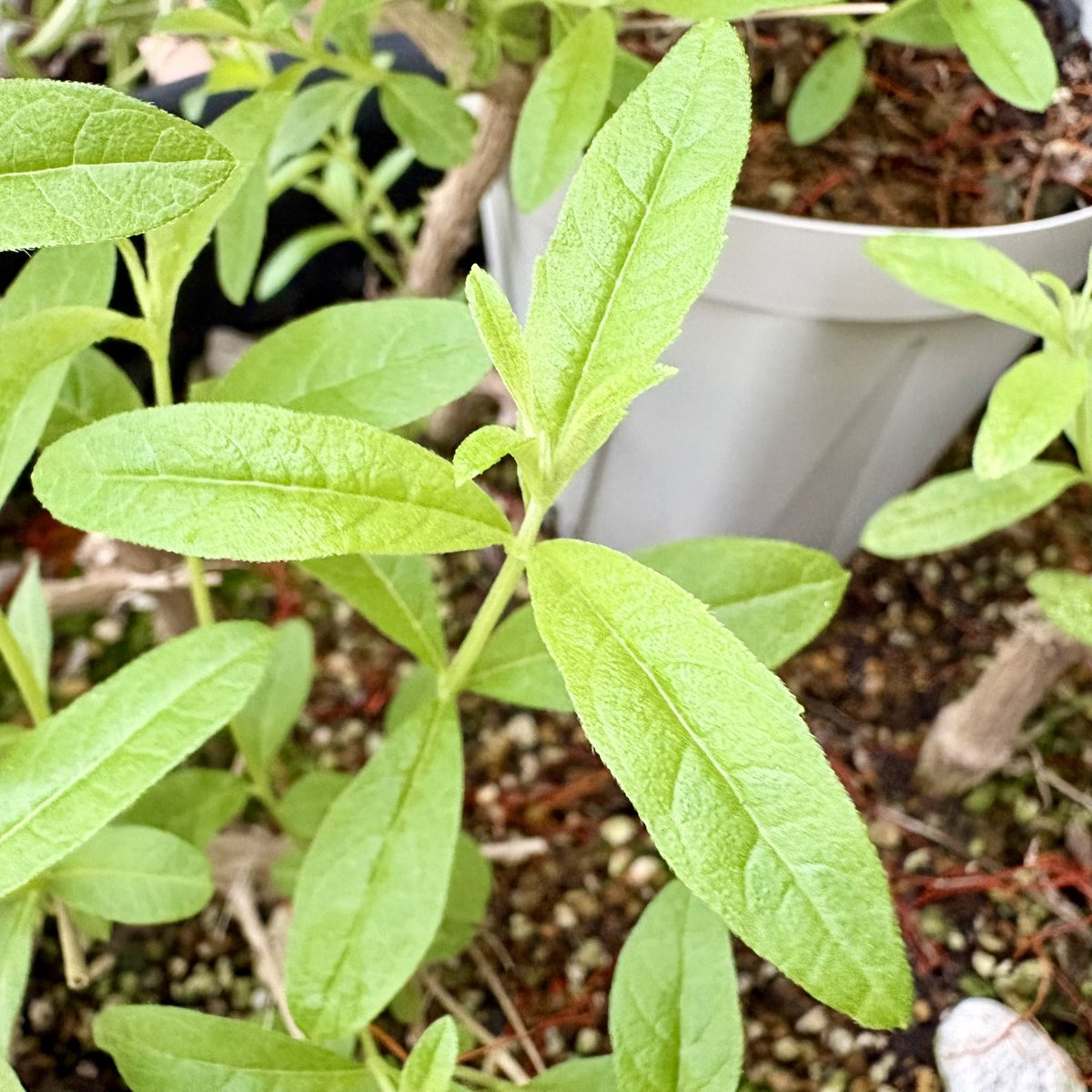 レモンバーベナ
一気に芽吹く姿に
マーチの吹き始めのような
みんなで音合わせていこーみたいな
過去を懐かしむ静かなワクワクを感じる
虫除けの唐辛子も効いているみたい
#ハーブのある暮らし
#元吹奏楽部