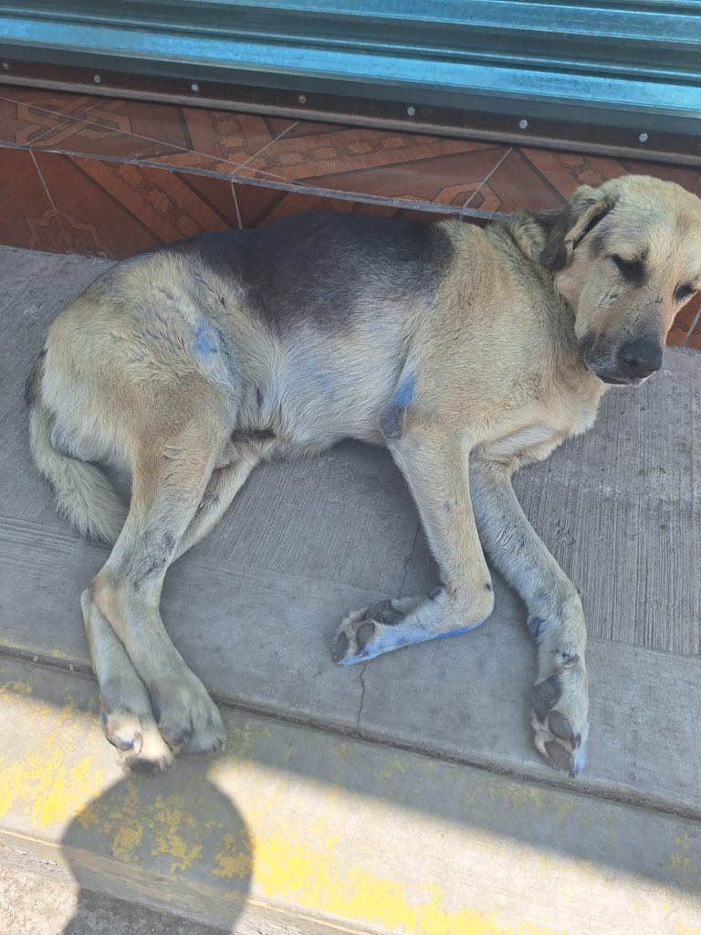 Oso necesita ayuda urgente. 🐾

Hace unos días apareció un gatito sin vida, algo profundamente lamentable. Sin embargo, sin ninguna prueba, los dueños decidieron culpar a Oso.

En represalia lo golpearon y lo pintaron.

Oso es un perrito mayor, noble e indefenso, y ahora su vida