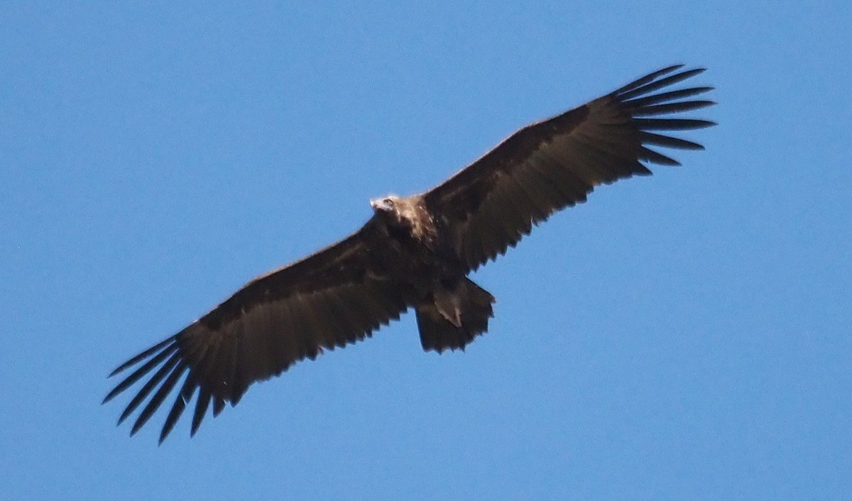 BCNbirding's tweet image. Extremadura 2/5. Nice selection of goodies including Savi's, Orphean &amp;amp; Sedge Warblers; obliging Little Bittern, 3 Ferruginous Ducks, plenty of Cinereous + 1 Egyptian Vulture and, of course, Iberian Magpies. Evening for Great Spotted Cuckoo and distant BW Kite! #birding