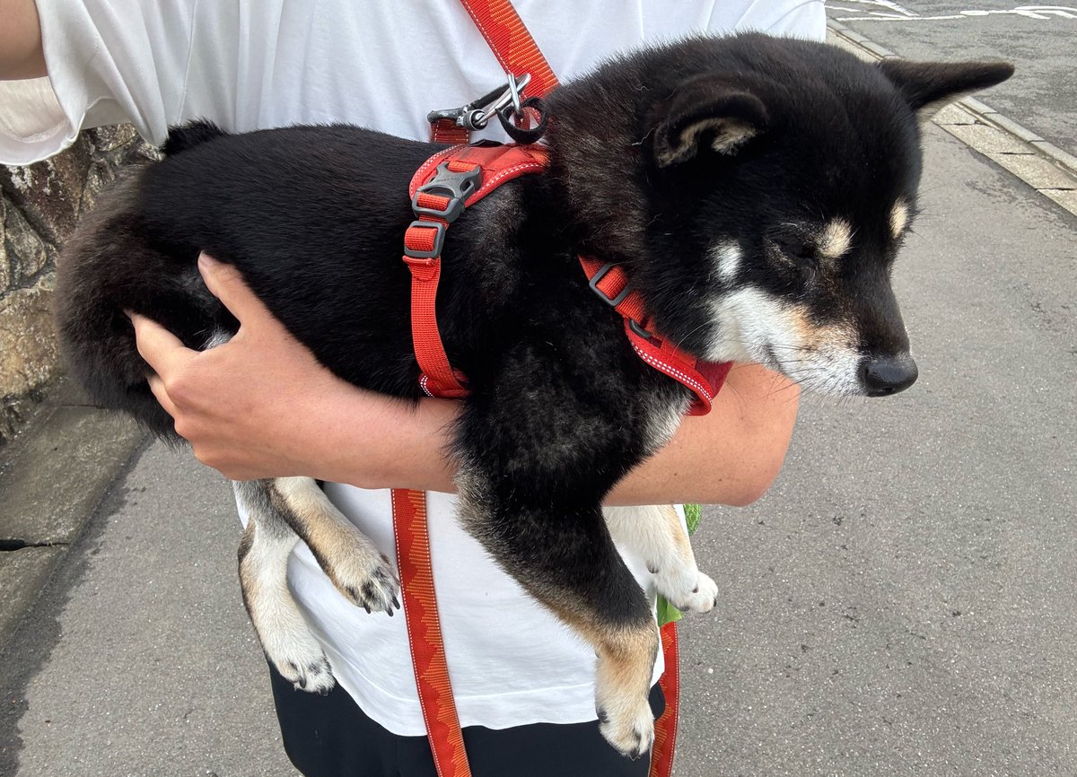 べちか tweet media