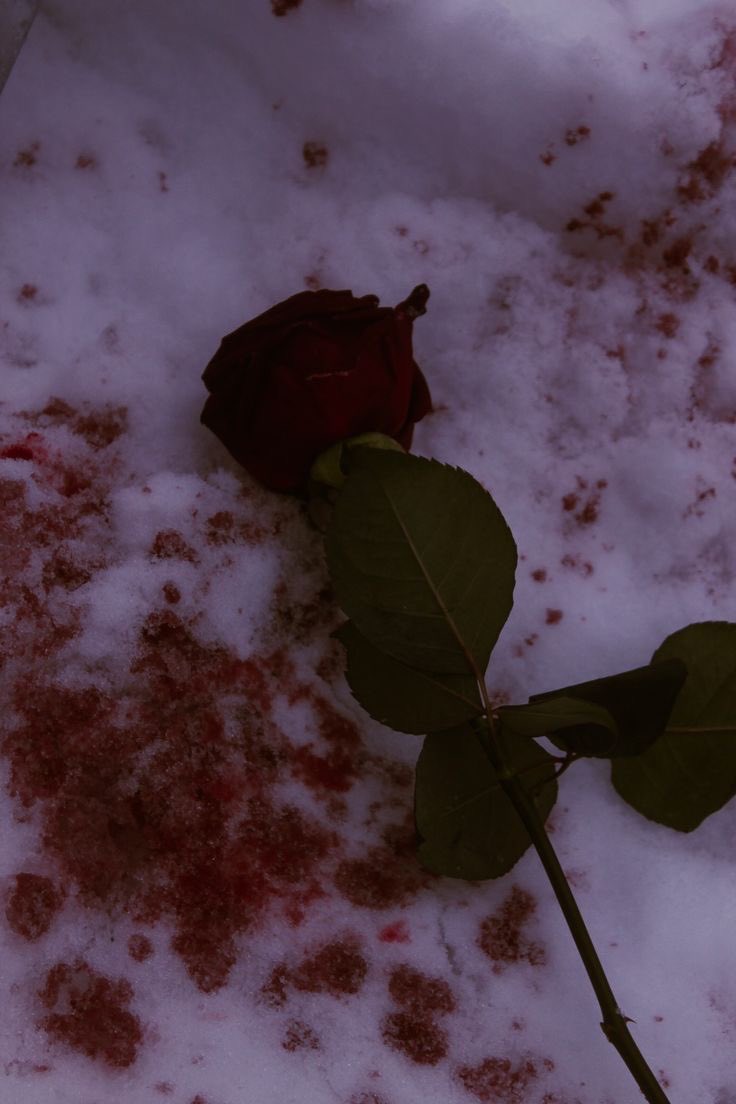 — currently reading 🥀
             ⤷ Blood &amp; Roses V1 | Callie Hart