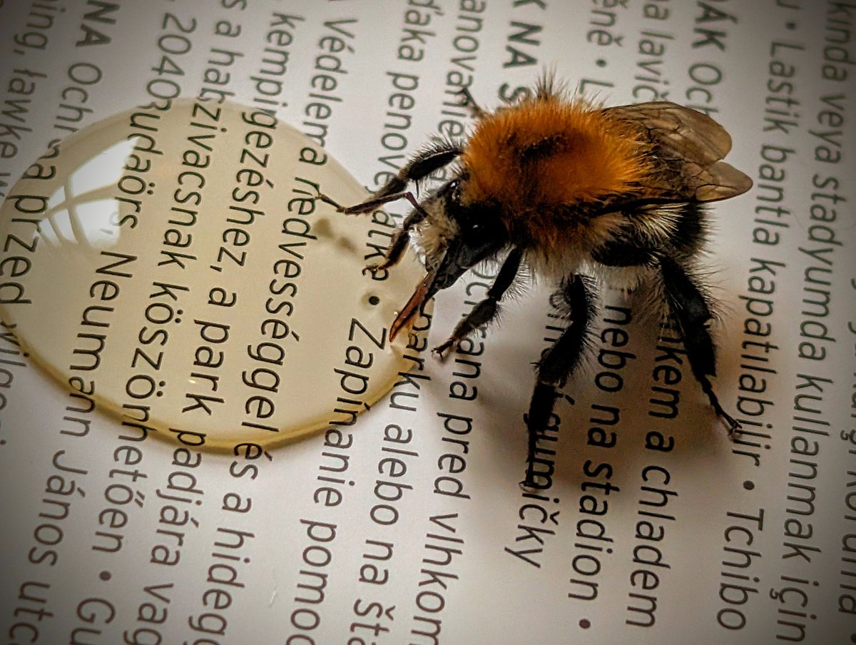 Rundmaus tweet media