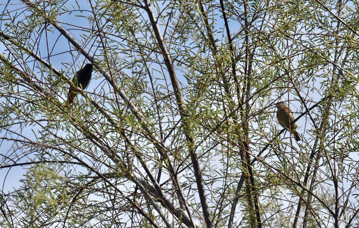 rubatroid's tweet photo. Most of the time I see nothing at all at the Tate, but occasionally we get a good day and today was one of them. The lunchtime showers knocked down a few migrants. I initially thought I had a pair of Black Redstart but then realised the female wasn’t a Black…#londonbirds 1/2 https://t.co/MBe7wju1IJ
