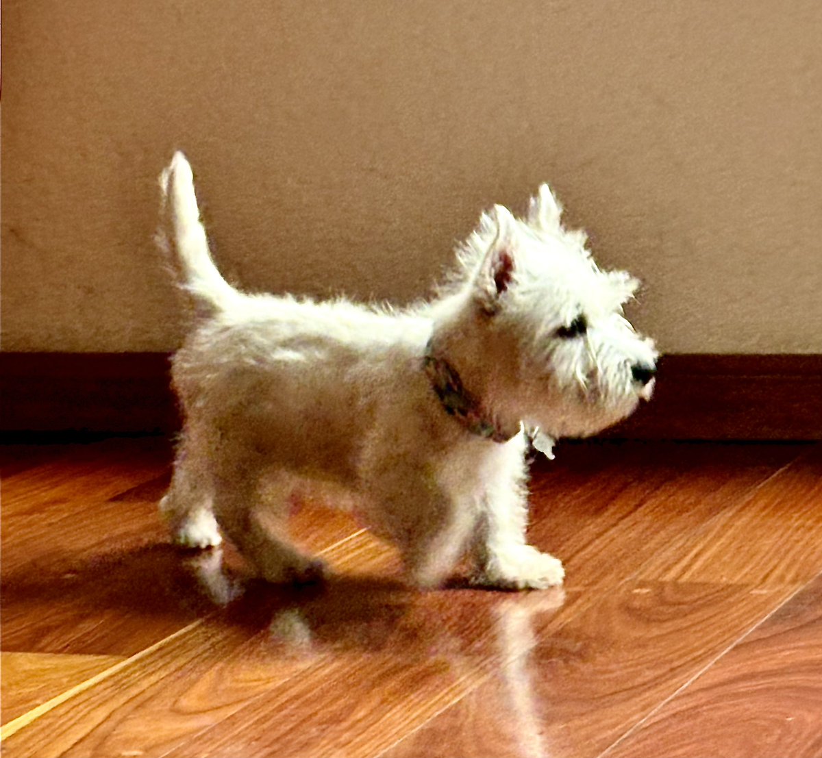 erlorello tweet media