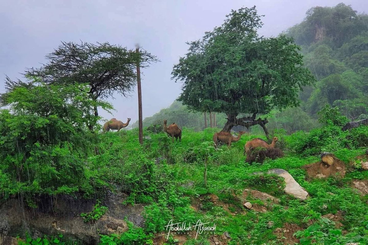 A B O O D tweet media