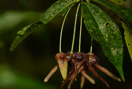 Phytotaxa's tweet photo. Taxonomic Reassessment of Miliusa caudata and Description of a new Miliusa species (#Miliuseae—#Malmeoideae—#Annonaceae) from Andaman and Nicobar Islands, #India
#taxonomy #newspecies 
https://t.co/2ldGevBDVN https://t.co/g2O1ZOe1F4