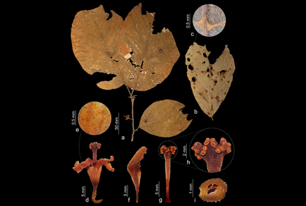 Phytotaxa's tweet image. Quararibea latifolia (#Malvaceae), a new and possibly extinct species from the Atlantic Forest of Minas Gerais, #Brazil
#taxonomy #newspecies 
doi.org/10.11646/phyto…