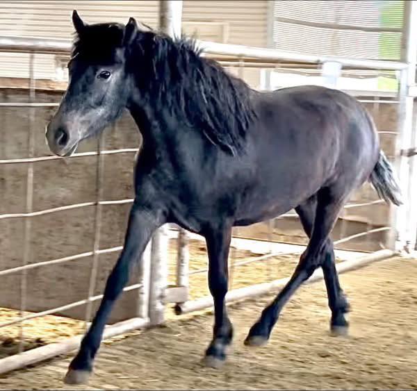 WildCorp's tweet image. #Pleading 4 #Help Over 40 BLM mustangs are tagged to ship 4-20
30 most bought for $25 @ KS kill pen $625-$725 ea
6 @ Kaufman TX kill pen $875-$1150
7 @ Stroud OK $875-$895
2 @ Sextons TN OUT OF TIME $900 EA
1 @ Bowie TX $1280 Anytime already direct shipped 100's  More tagged