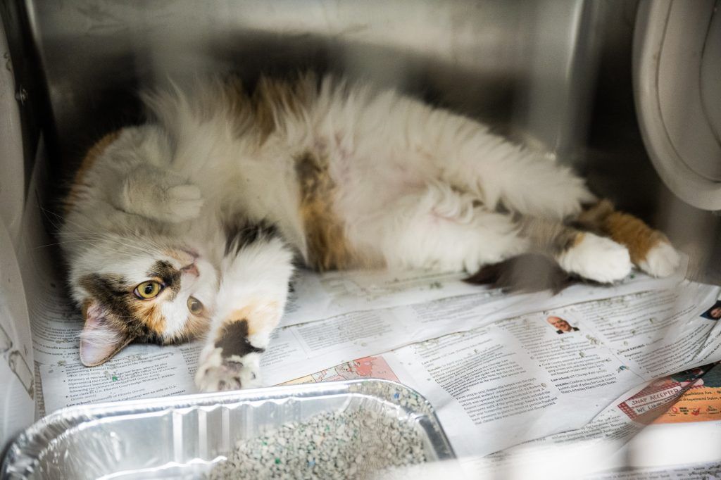 Block Club Chicago tweet media