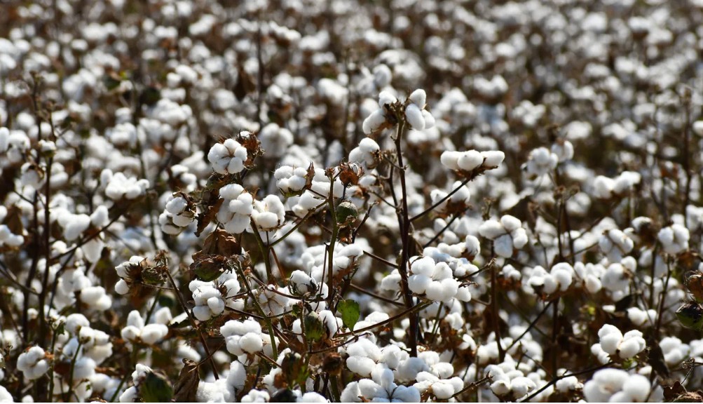 U.S. Cotton Trust Protocol tweet media