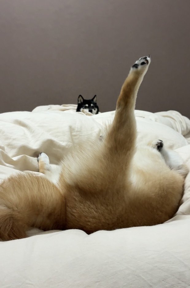 豆柴あさのん🐻🦊YouTubeも見てね👹 tweet media