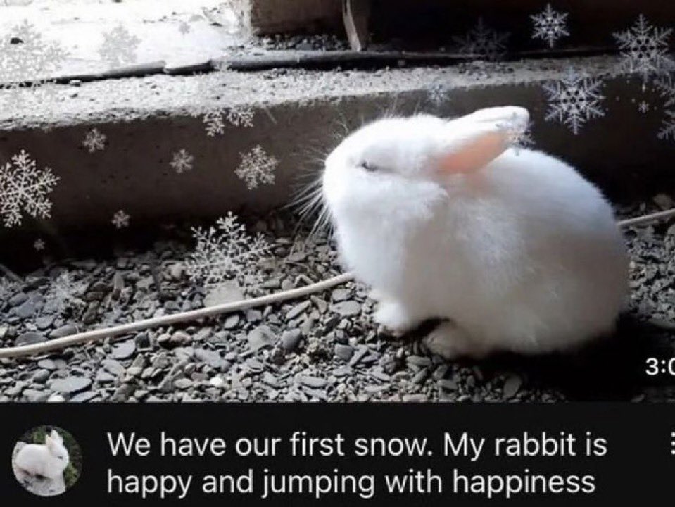 this is why IM the better bunny because i dont like ai slop