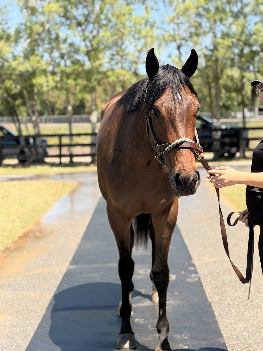Adelphi Racing Club tweet media