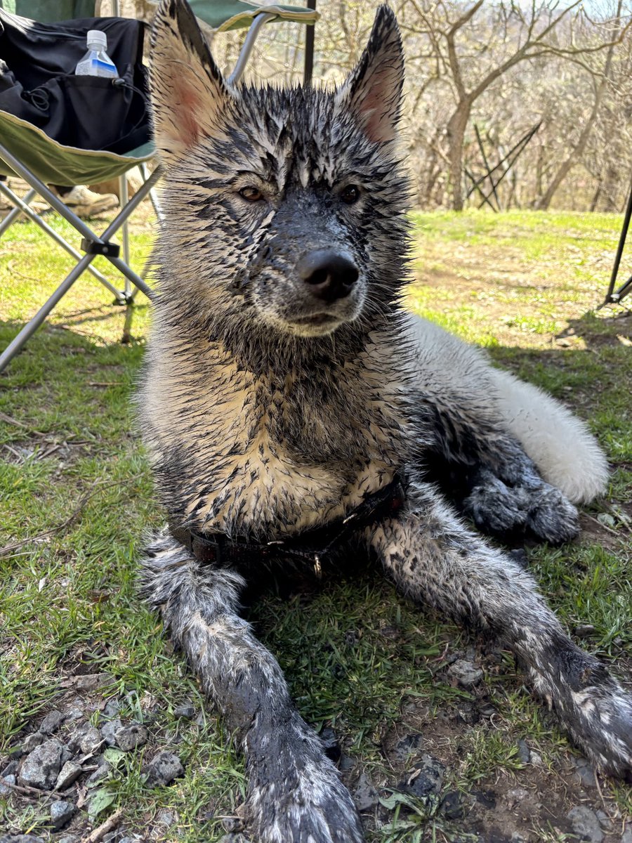 ふくまる+ぶな= tweet media