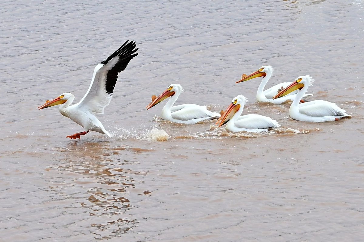 Dan Hickling tweet media