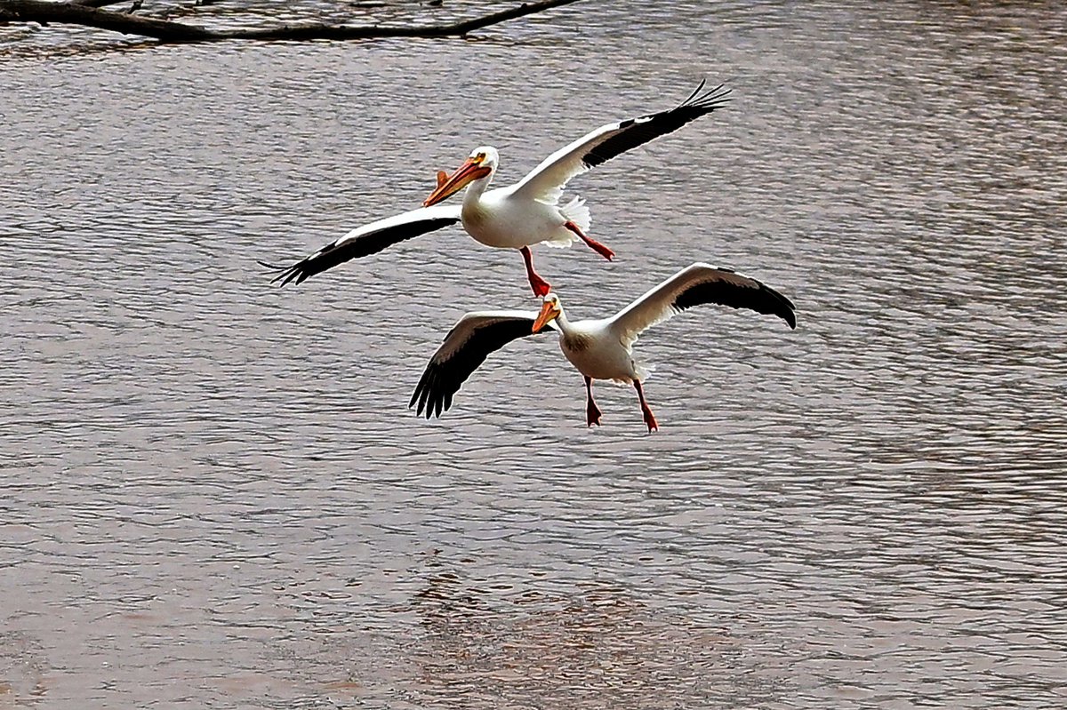 Dan Hickling tweet media