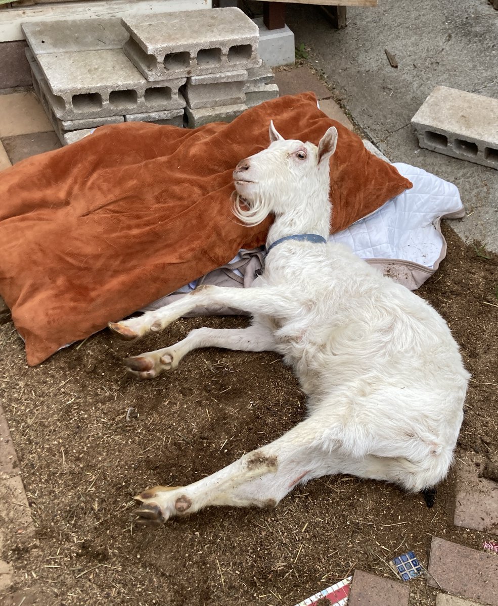 チーズと山羊大好き tweet media