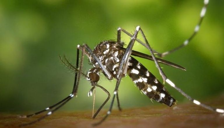 EvaTony341699's tweet image. So this “Asian tiger mosquito” is spreading more in France 🦟😬
And yeah… it can carry diseases like dengue and Zika
Kinda scary ngl
#France #Health #Mosquito #Trending