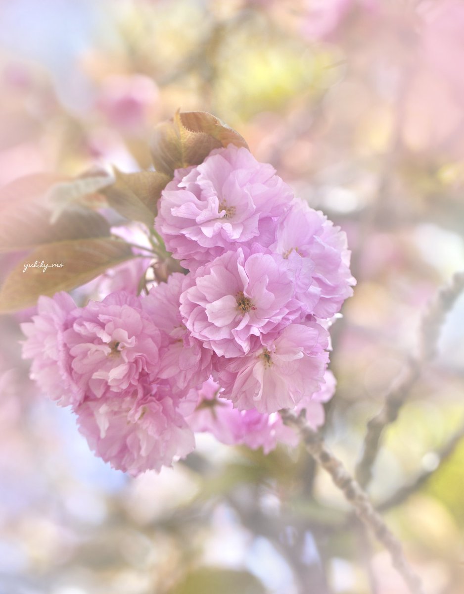 ゆりり〜も tweet media