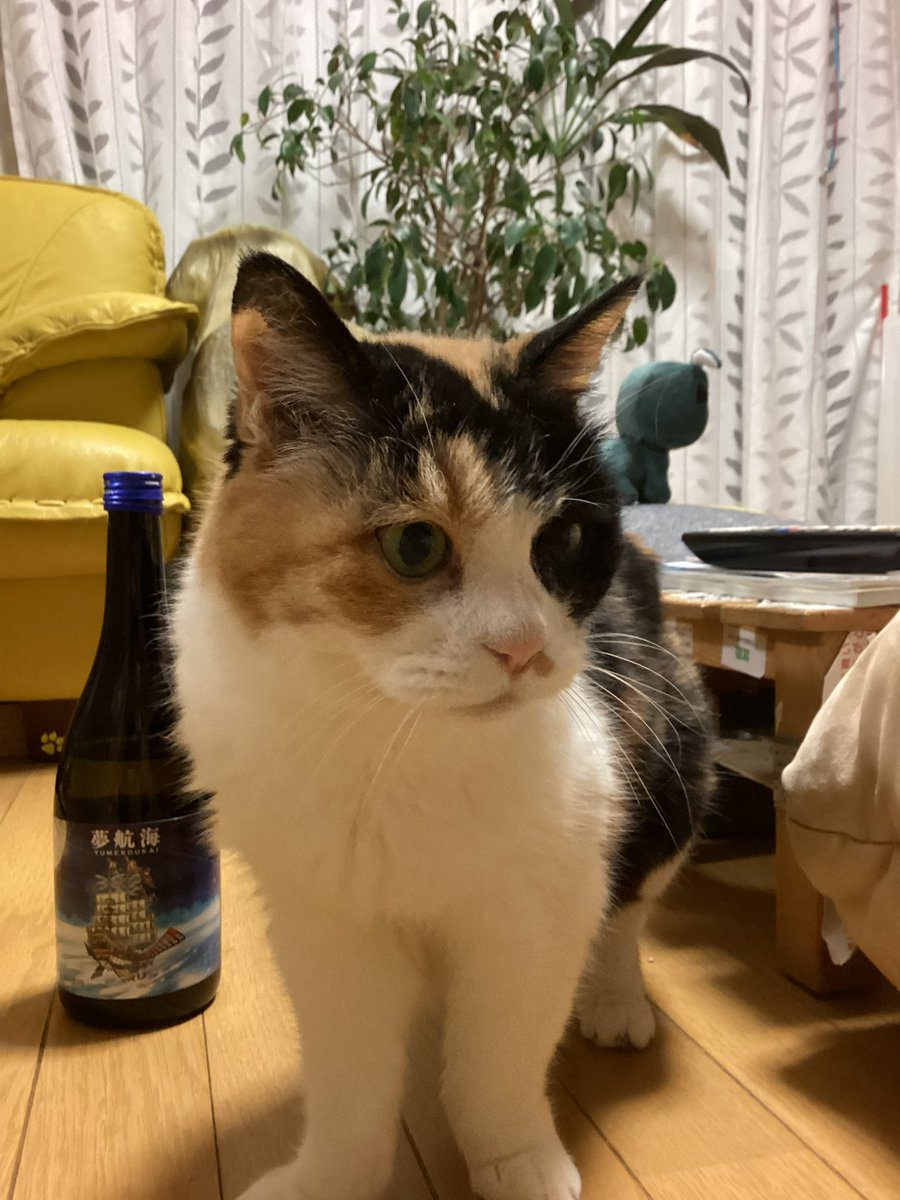Good Morning Lovely Fuku-chan 🐾 本日も宜しくお願い致します🤲 #福