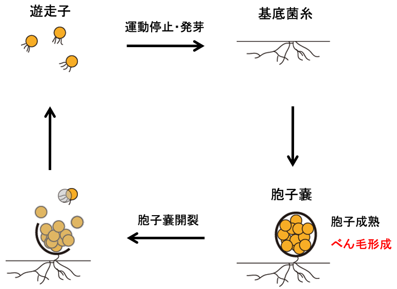 東京大学 農学部 tweet media
