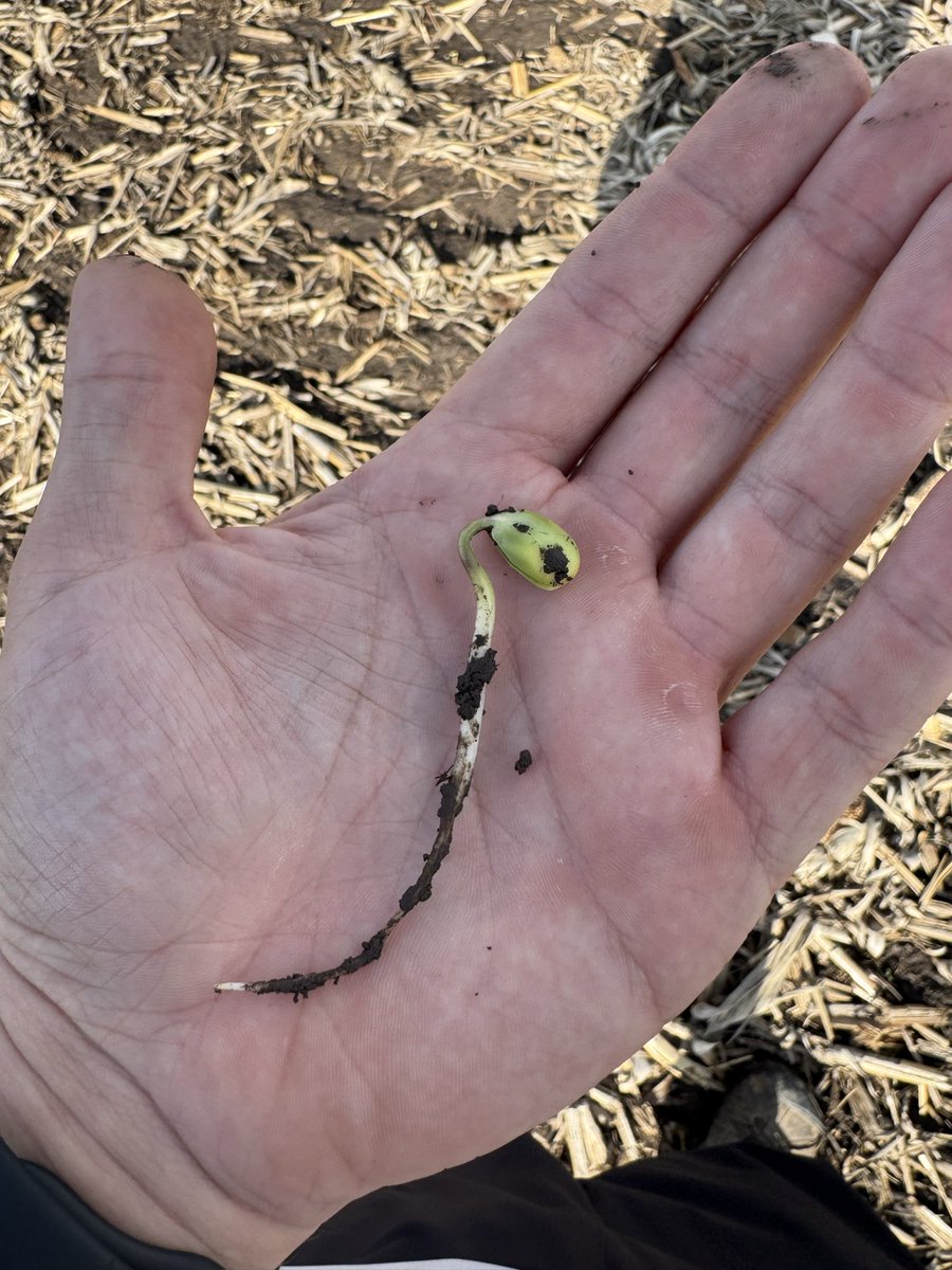 LoganMccrea's tweet photo. Some SC IA March planted soybeans doing their best to fight through the mud… hope they’re ready for a couple more rounds of storms. #ISUCrops https://t.co/73EHrLG6Bz