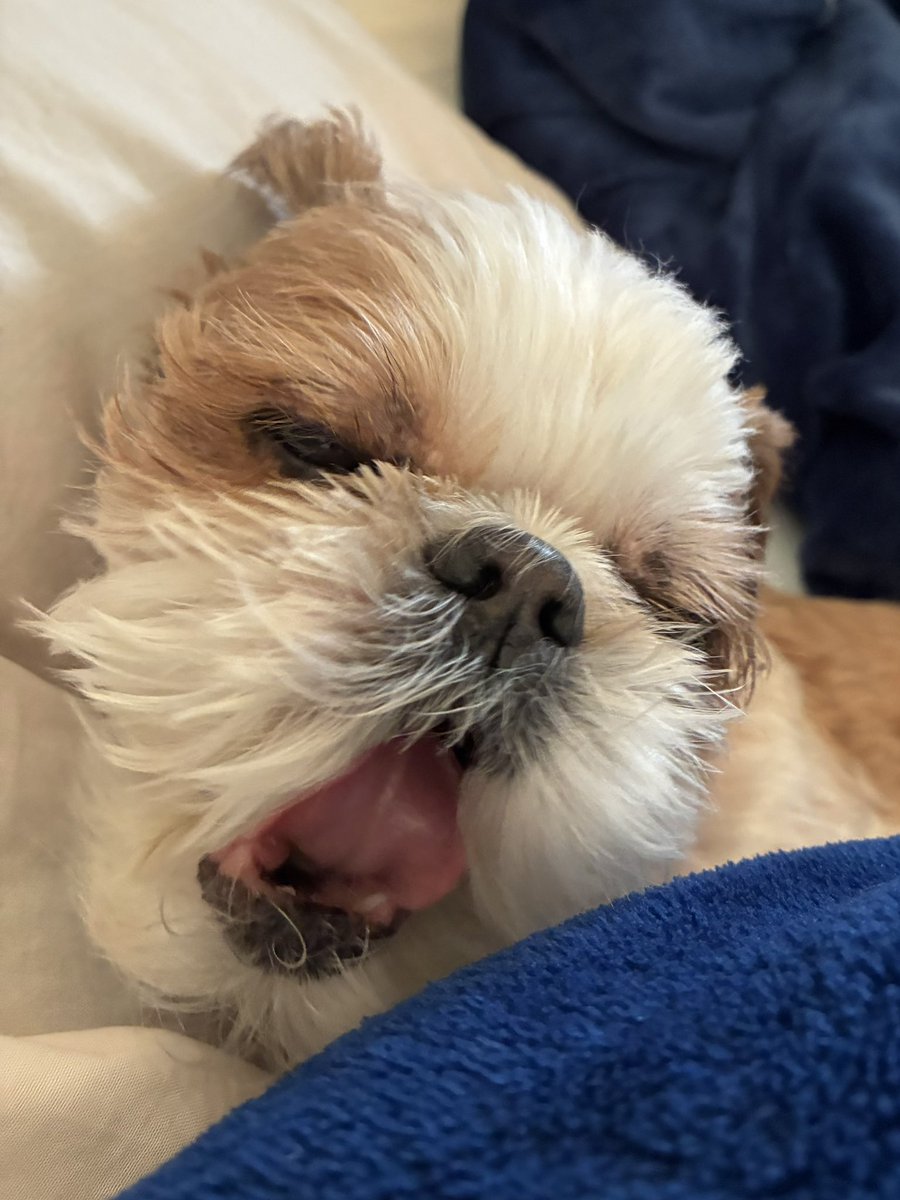 jamcちび太 tweet media