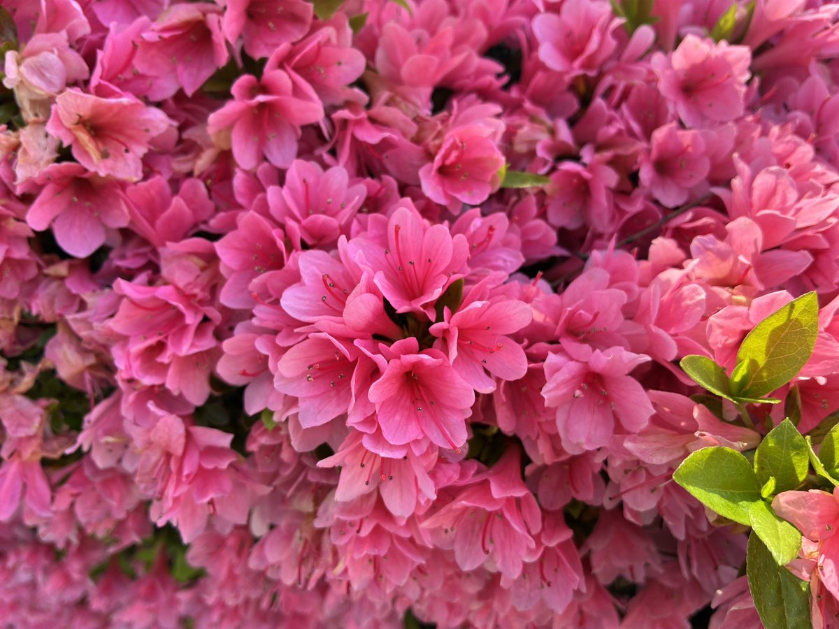 Takeshi🦈 tweet media