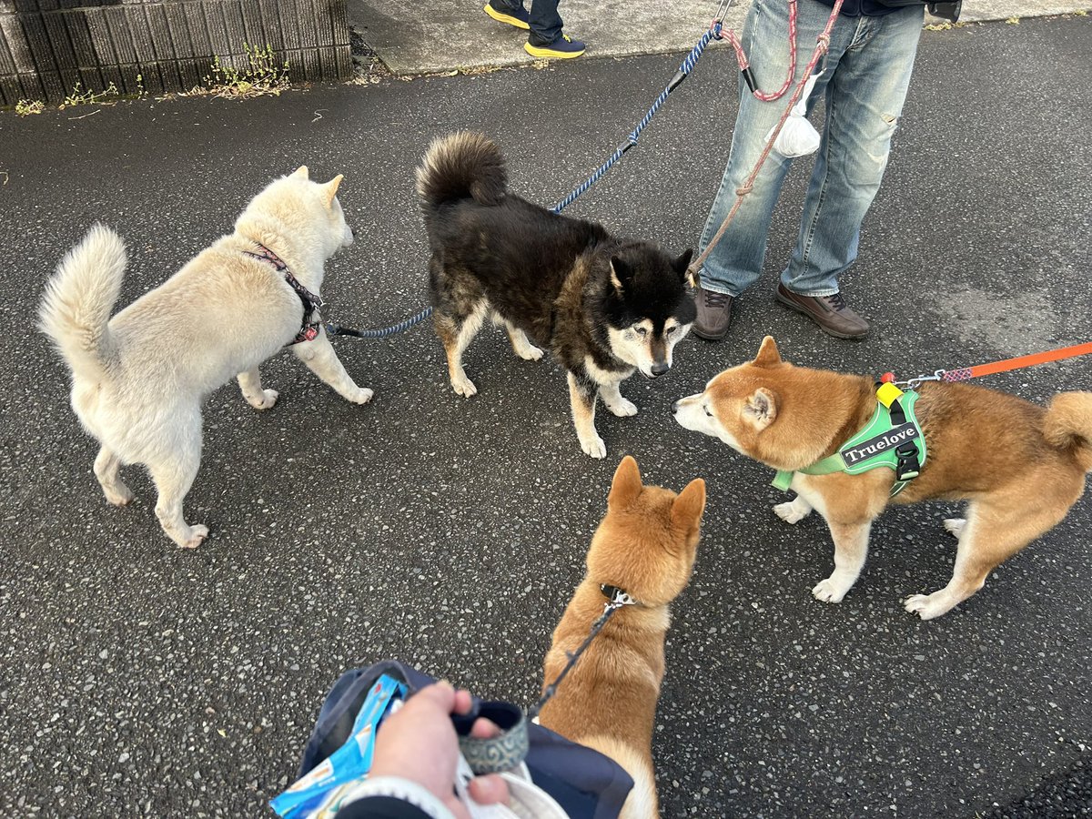 かとりさ＠トライアル引退中 tweet media