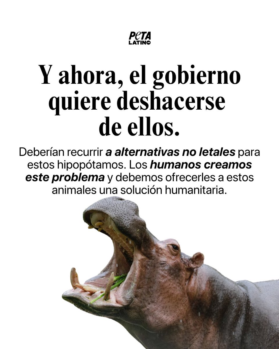 PETA Latino tweet media