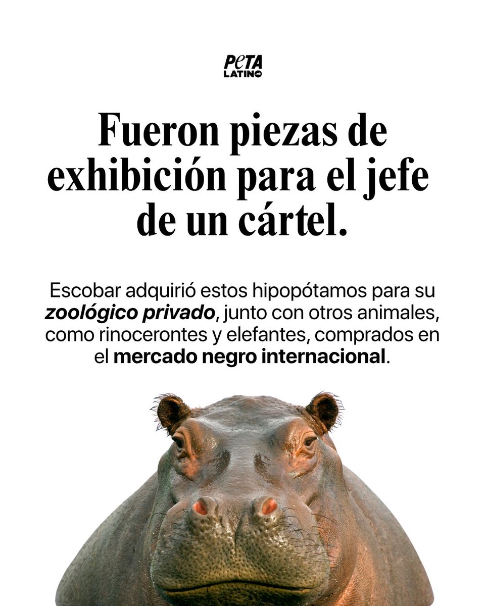 PETA Latino tweet media