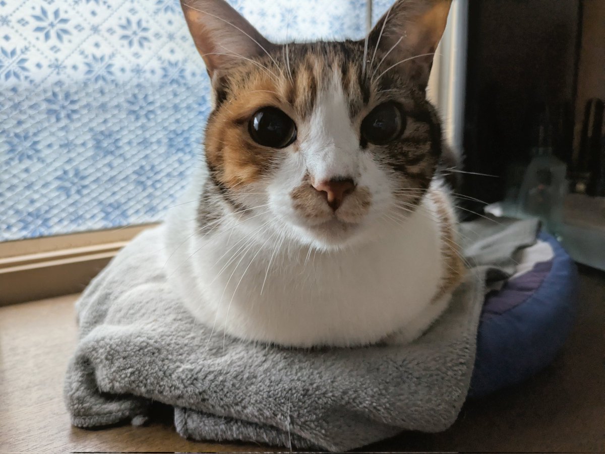 ｼﾞｬｯｷｰ☆🐱 tweet media