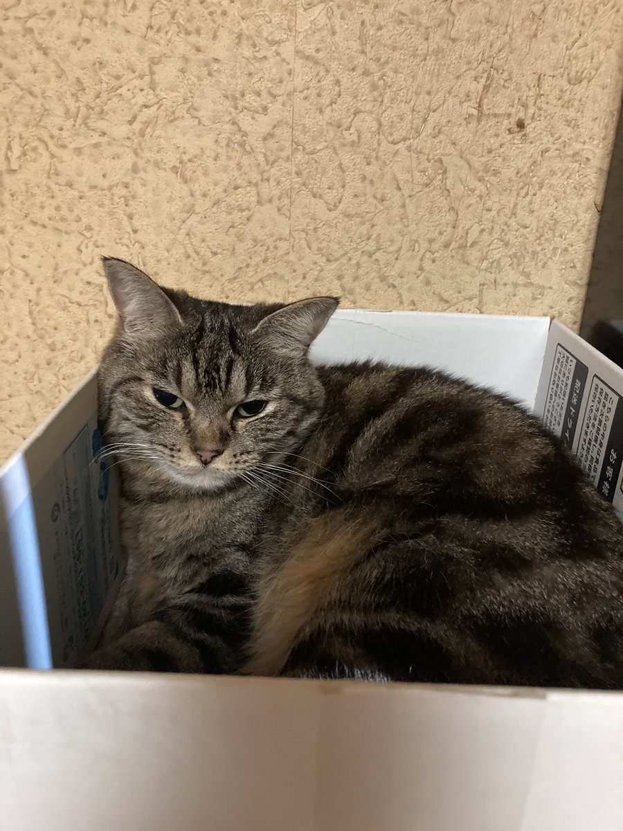 腎★不全子 tweet media