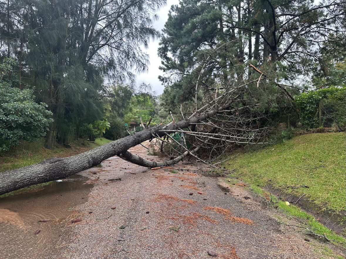 Correo de Punta tweet media