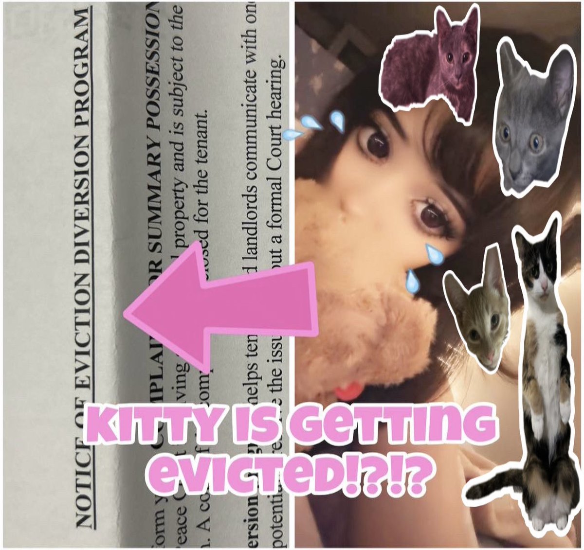 kitty tweet media