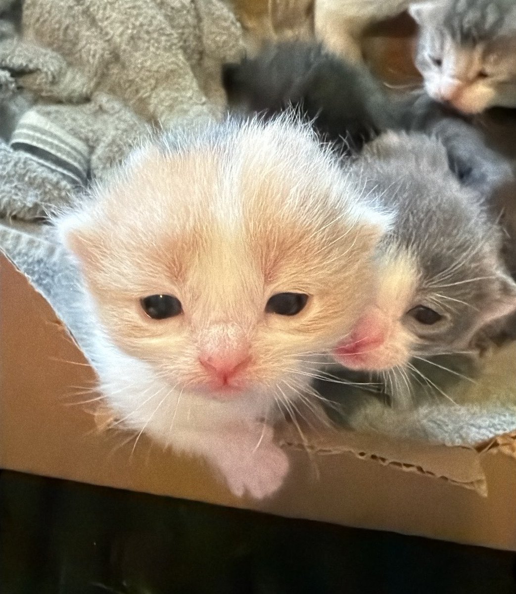 star ｡･:*:･ﾟ★ i love my friends 🎀 tweet media