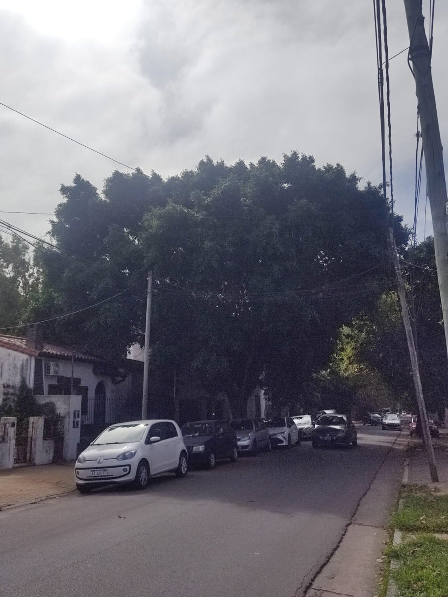 Marcelo M tweet media