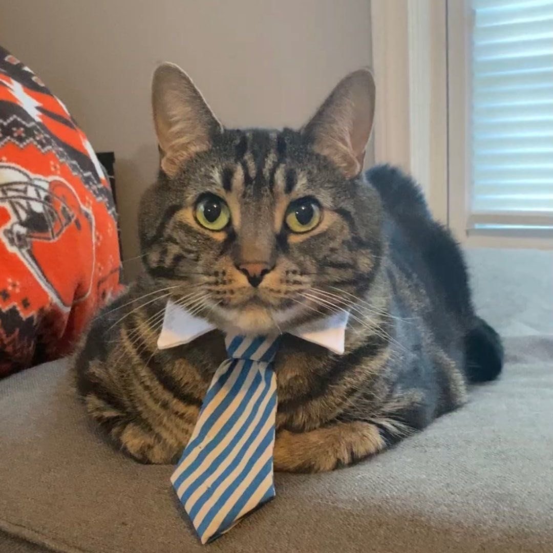 professional cat-ifyer of the HR cast tweet media