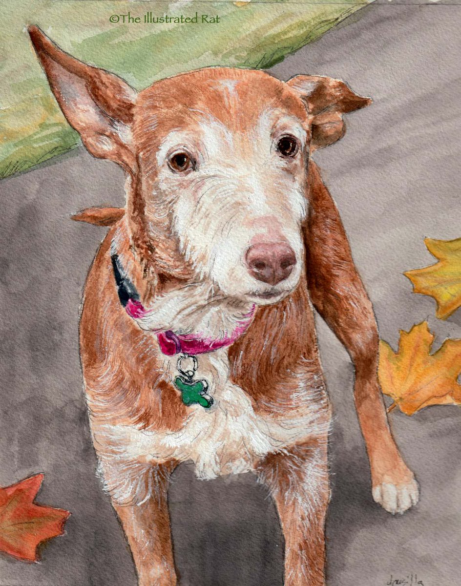 Ratartiste's tweet image. Maple. watercolor &amp;amp; white paint, 8" x 10."
#theillustratedrat #watercolorpainting #PetPortrait #dogart