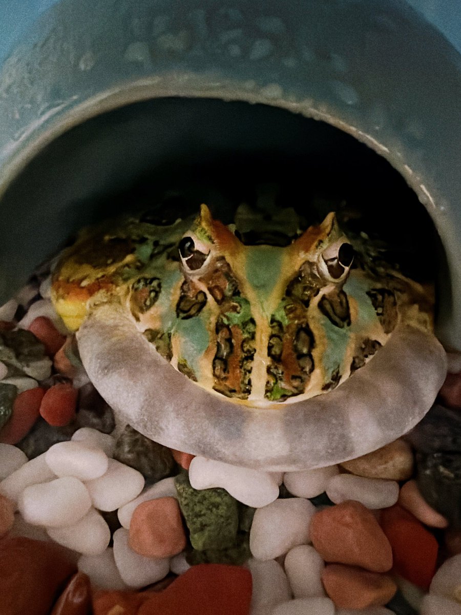 マイロ tweet media