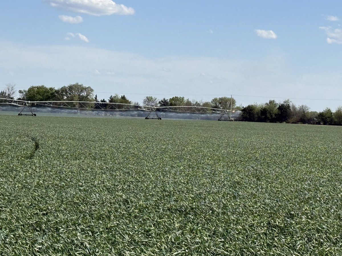 SiekerSales's tweet image. Only way to grow wheat in central ks this year… might be the only wheat i get to cut.