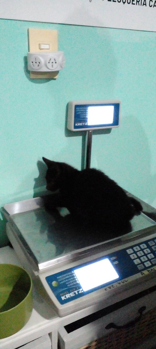 Alma Corazon y voz animal tweet media